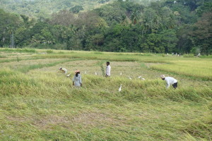 Vorbei an Reisfeldern