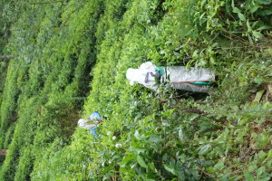 Fußweg vorbei an Teeplantagen